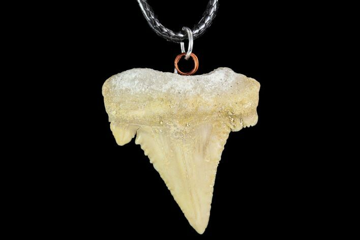 Fossil Shark (Palaeocarcharodon) Tooth Necklace -Morocco #110031